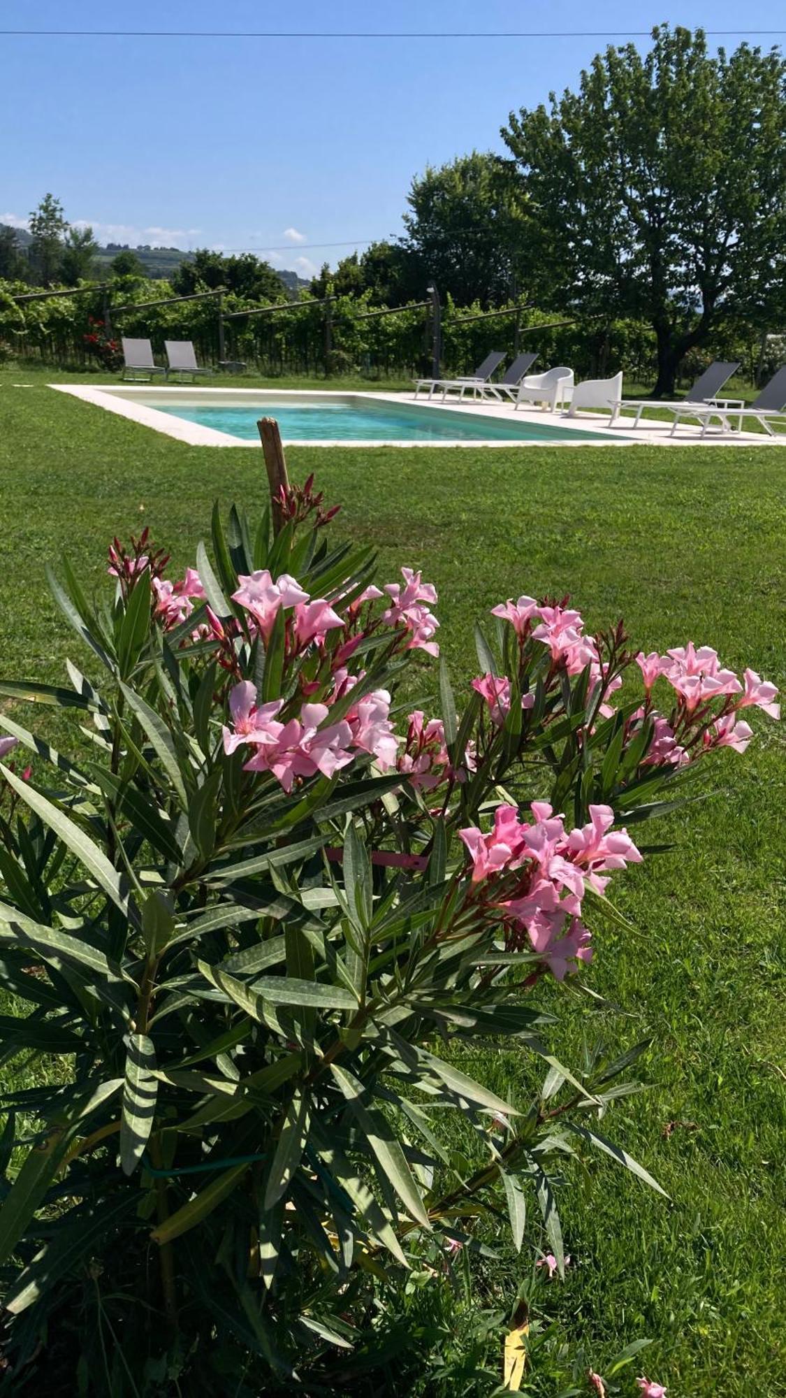 B&B Campagnon Valpolicella SantʼAmbrogio di Valpolicella Exterior foto